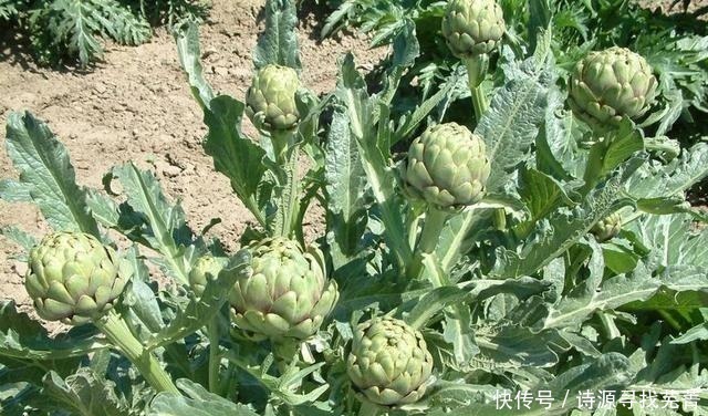 农村最奢侈的菜,只有十分之一能吃,价格昂贵,会吃的都是贵族