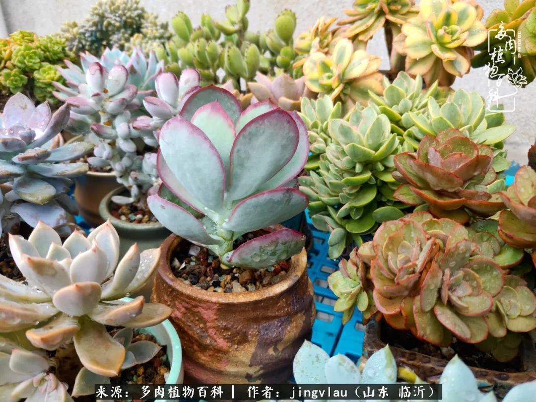 花月|多肉露养度夏，没遮阳没遮雨，有惊无险！