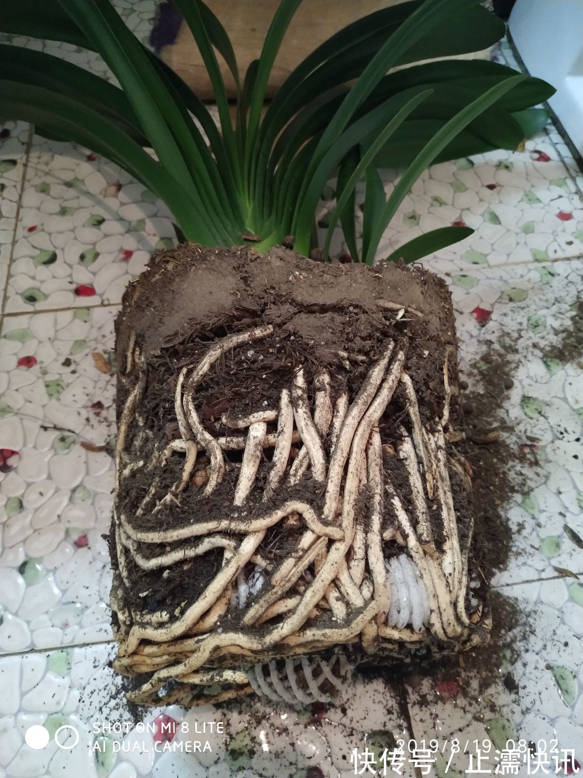 为啥你换盆后花草都蔫了这几件事没做好，分分钟叶子掉光变秃头