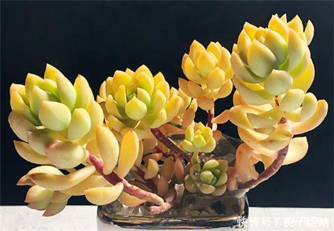 虹之玉锦|“超皮实”的3种多肉,冬天不怕冷,“冻一冻”,颜色更鲜嫩