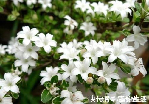 虫子|养花浇水时掺上它,虫子一个不留,省钱省事轻松开爆满盆