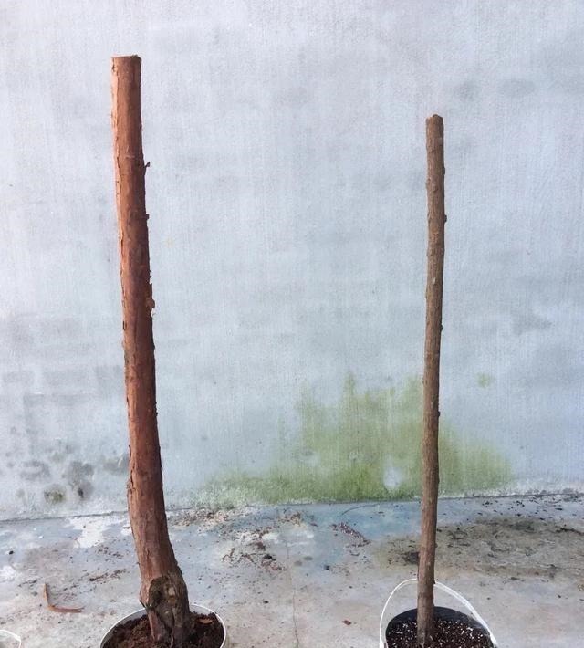 月季|3种花养在小盆里,2年变老桩,茎干粗壮开花香,1次能开50朵