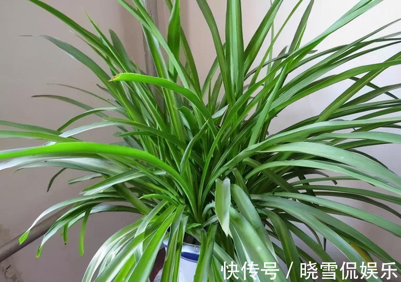 农历九月十八霜降后,养什么花?家里养3种花,开开心心团团圆圆