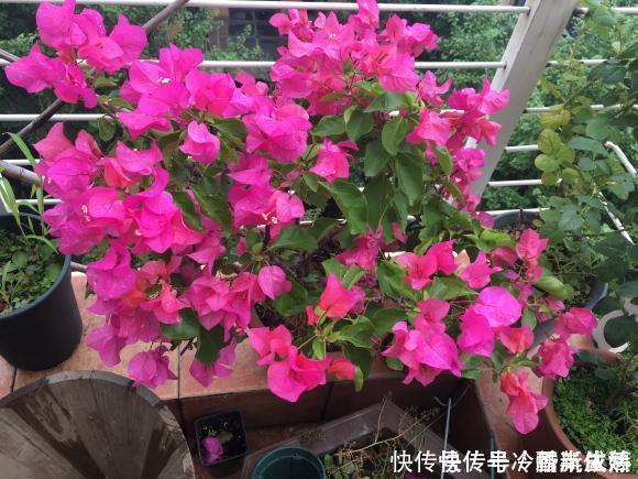 大花树|三角梅这些品种最勤花,一年四季开不停,花多得不见叶!