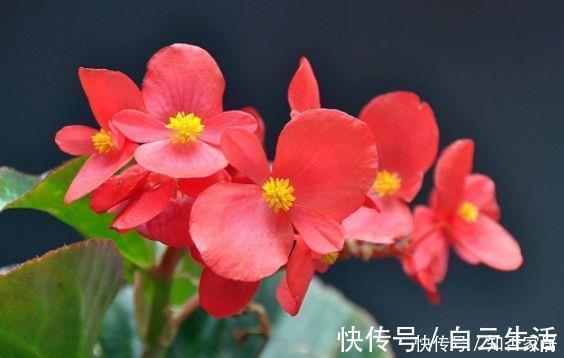 仙气十足的几款花卉,繁花似锦,花开一茬又一茬,美极了