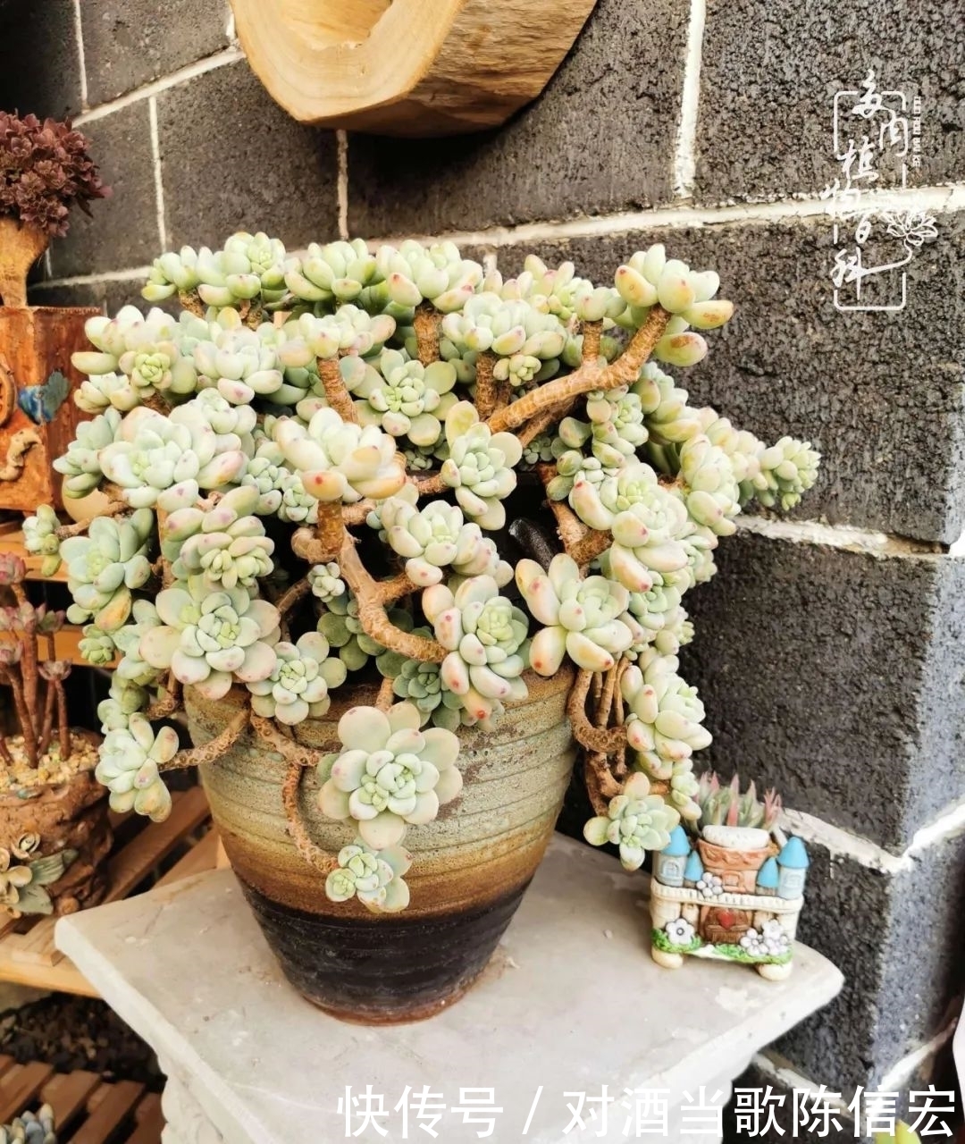 多肉桃花源:别人笑我太疯癫,我笑他人看不穿!