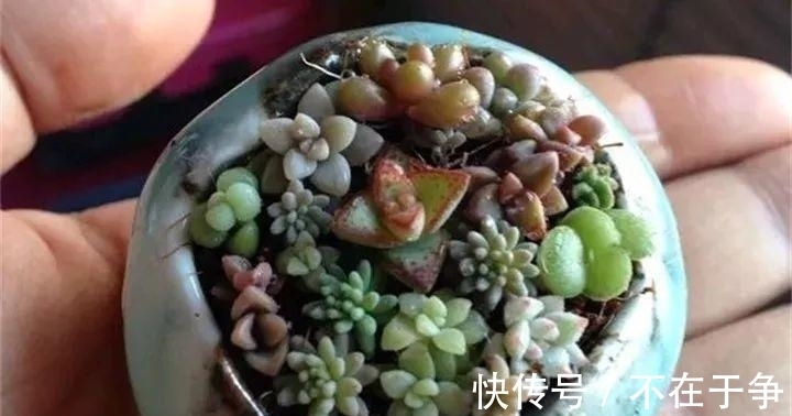 白美人|“拇指大”的花盆，被她塞了几十棵多肉，养一年都不是事！