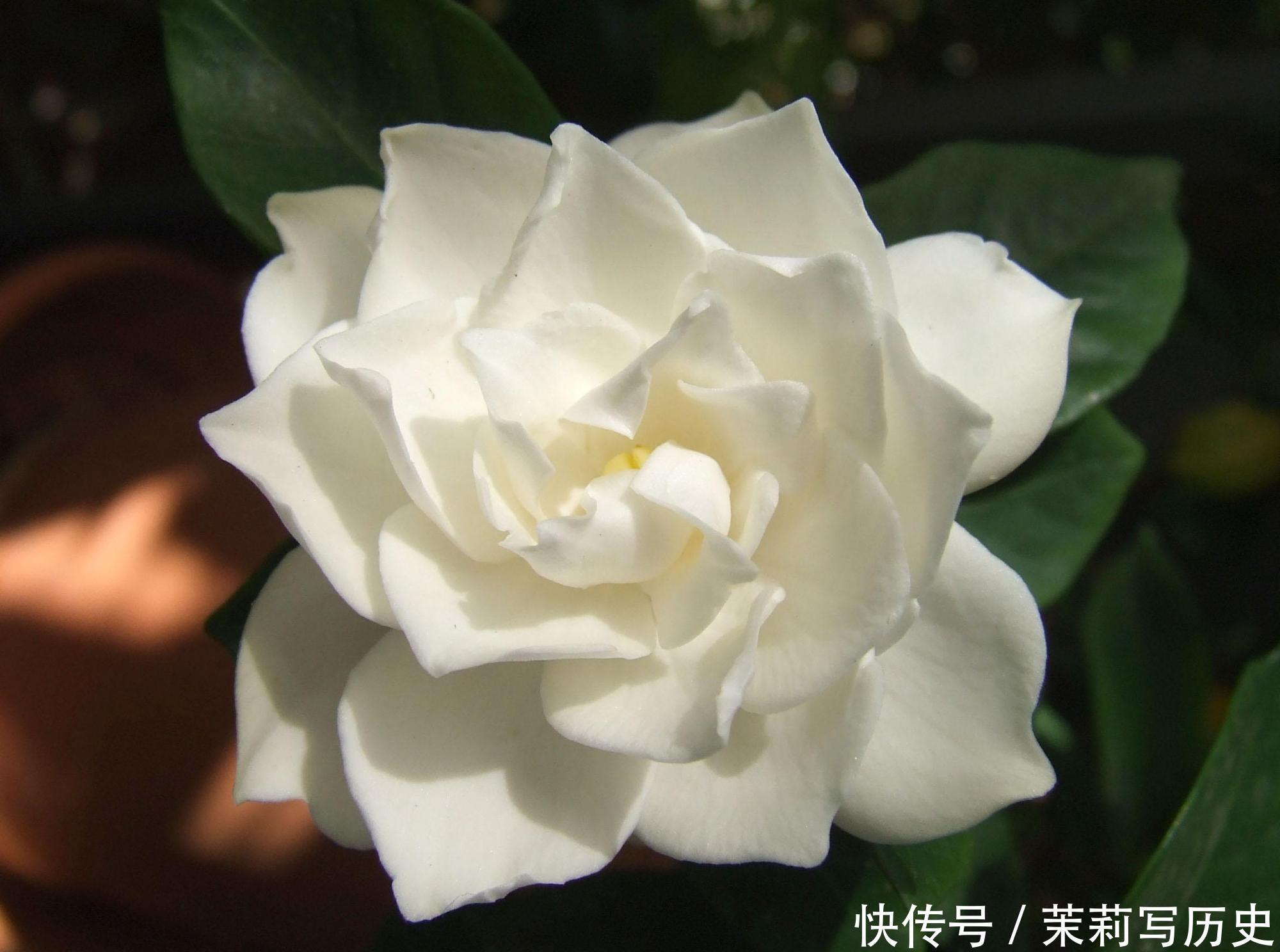 阳台养什么花好,喜欢阳光充足的花,给你推荐这3种