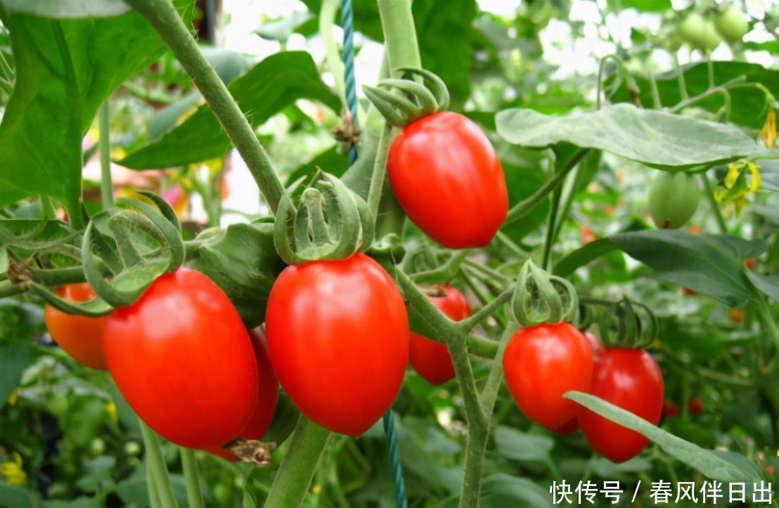 阳台盆栽番茄，记住一句“口诀”，就能结果五六层，果子大又红