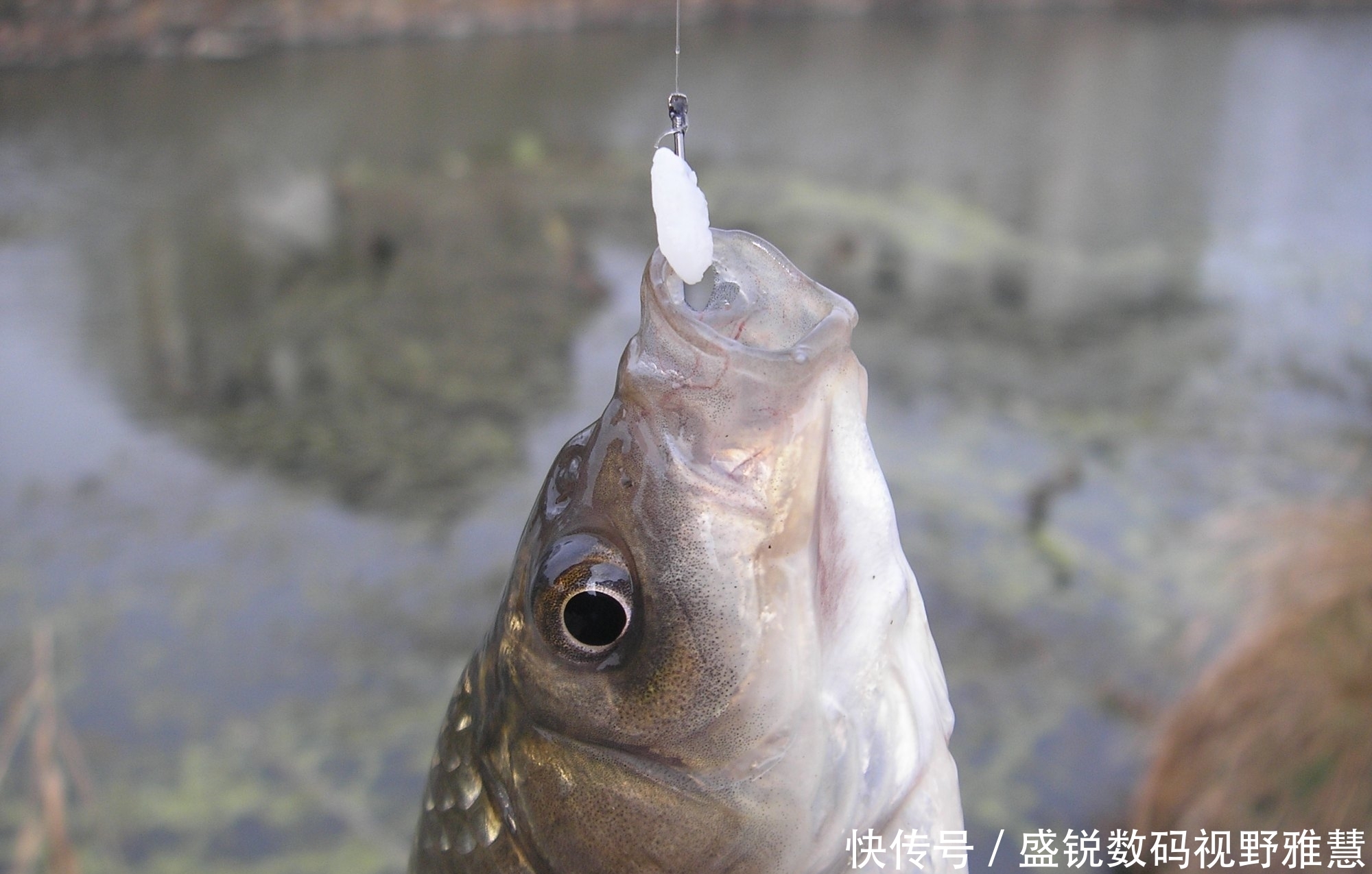 挂、穿、粘，弄明白鱼饵的三种挂钩方法，再也不担心饵团脱钩了