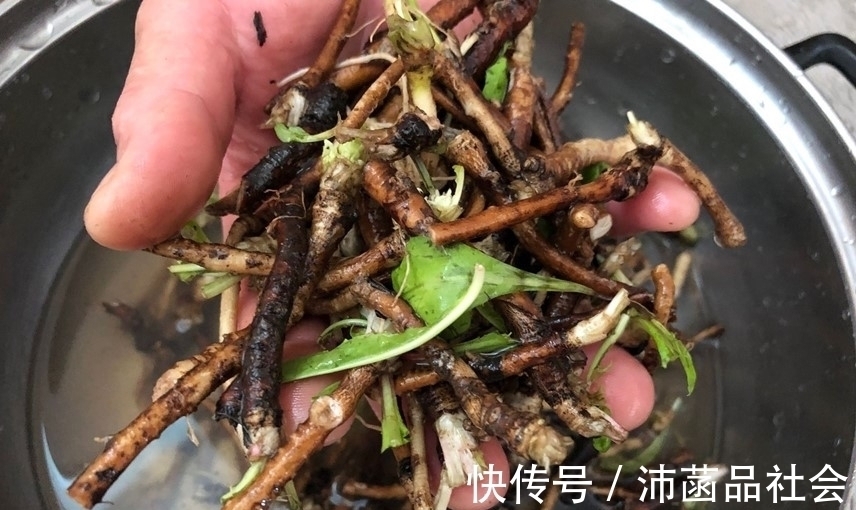 杀菌消炎|天然“青霉素”被找到，隔三岔五吃，杀菌消炎防感冒，别不懂吃