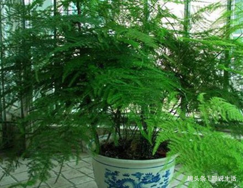 文竹这么养护,一年四季绿油油,不再黄叶、烂根,不停冒新芽