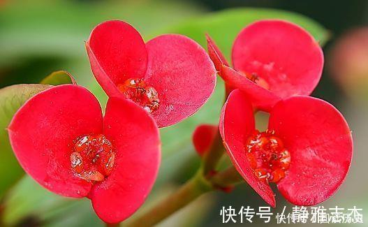 沙漠玫瑰|4种花号称贵族花，尊贵大气，开花时如梦如幻