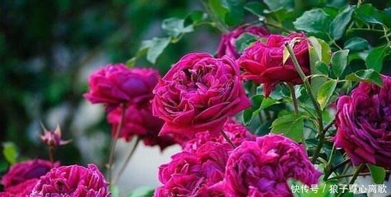 拍照|这花很好看,院子阳台都能养,2年长一片,见的人都拍照发朋友圈!