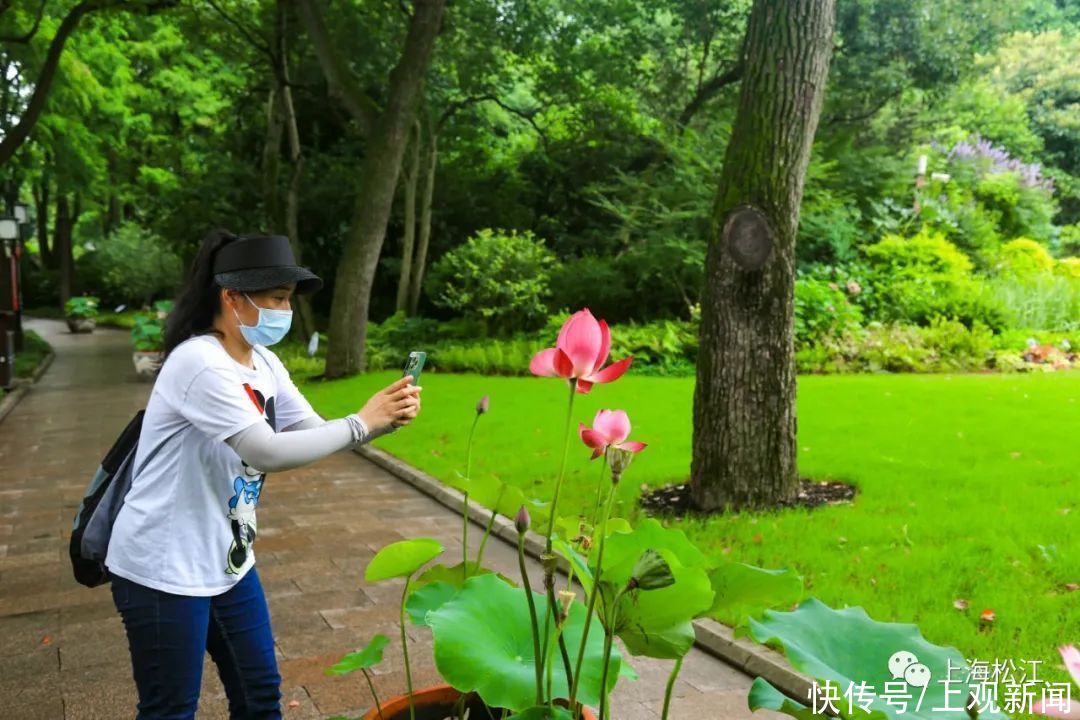 香远益清|一路花香！松江这里赏荷正当时