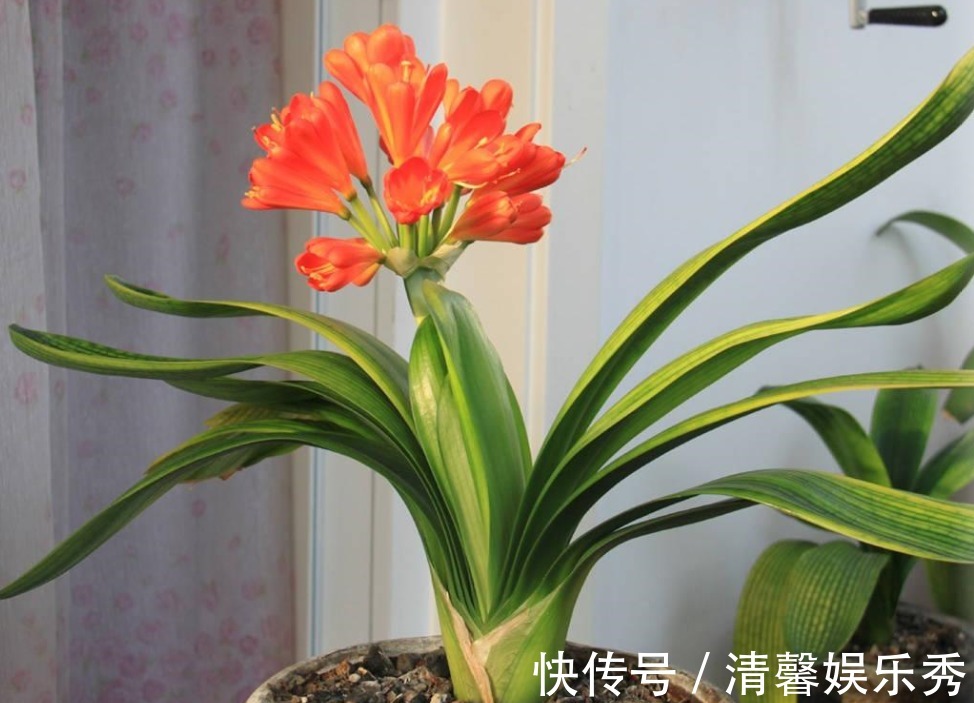 君子兰有“四爱”知道么?这是养好它的关键,也能轻松养开花