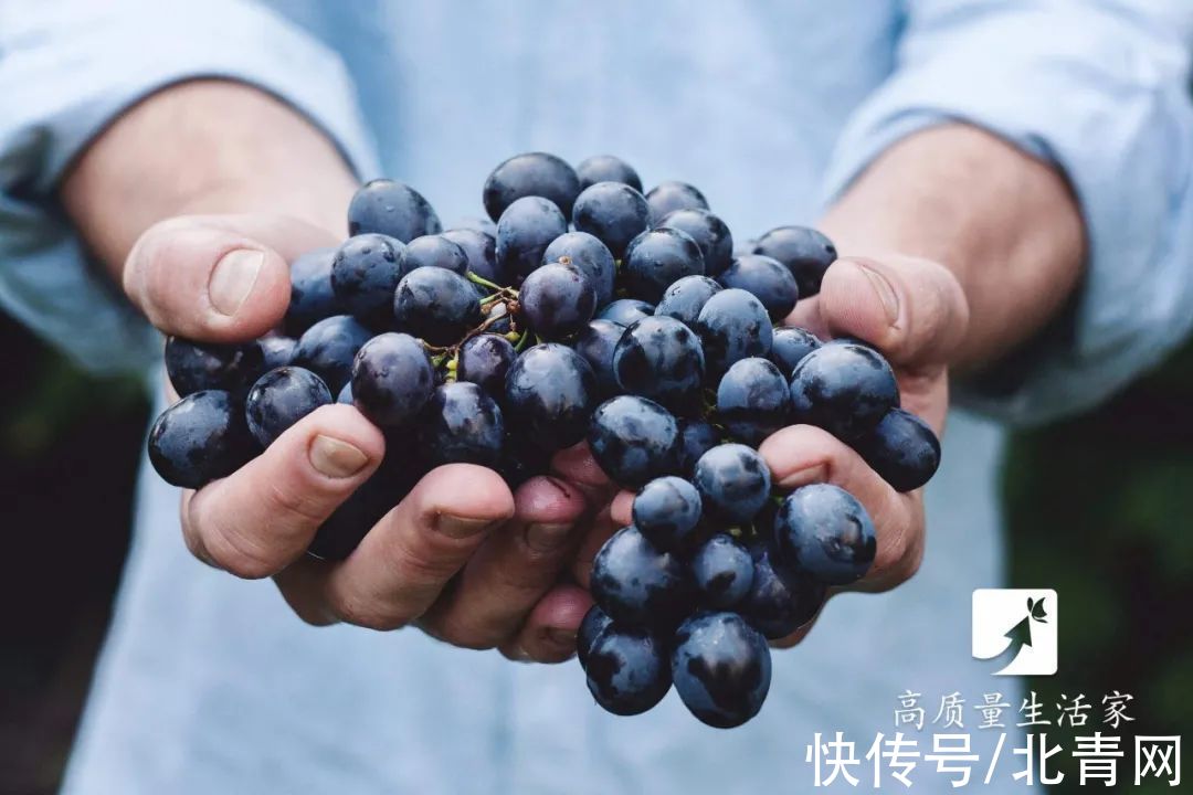 菊苣|“嘌呤大户”被揪出，少吃避免痛风，同时多吃这2水3物