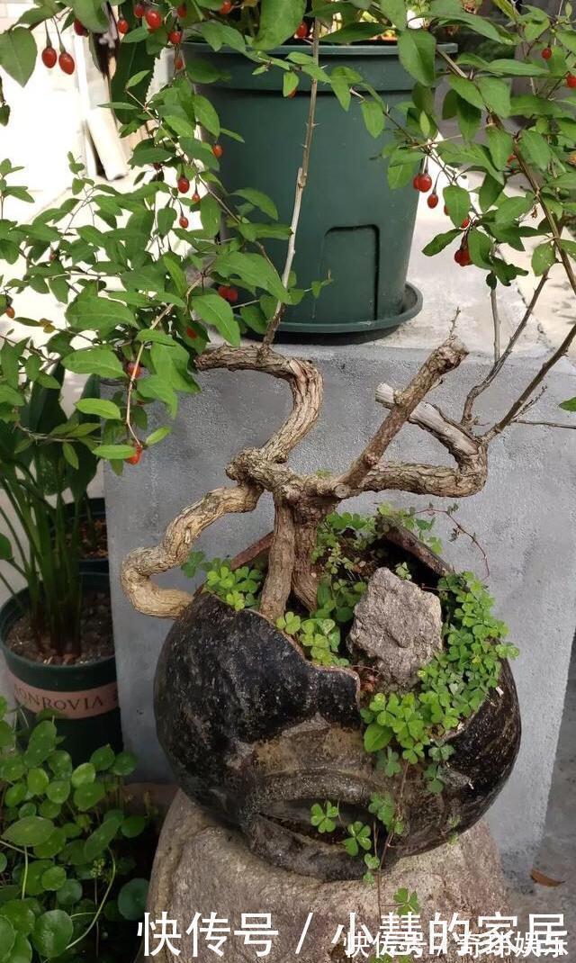 养花没有盆,3个妙招,就能自制出漂亮的花盆,阳台上种了好多花