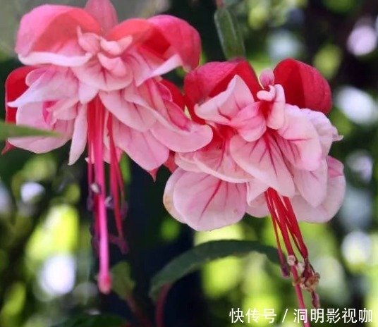 新手养护花卉,就养红旺喜庆,比海棠花更美的花卉,好养易活!