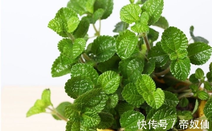 空气净化器|天然的空气净化器,小小的一颗植物,还能散发浓郁的清香