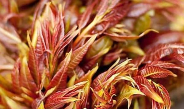 农村的野菜浑身都是宝四种野菜换着吃,防衰祛