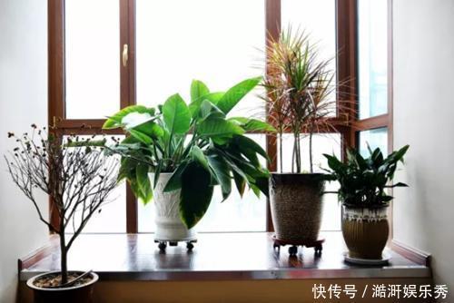 阳台上|家里的角落也别放过，都摆上绿植鲜花，家里清爽观赏性强