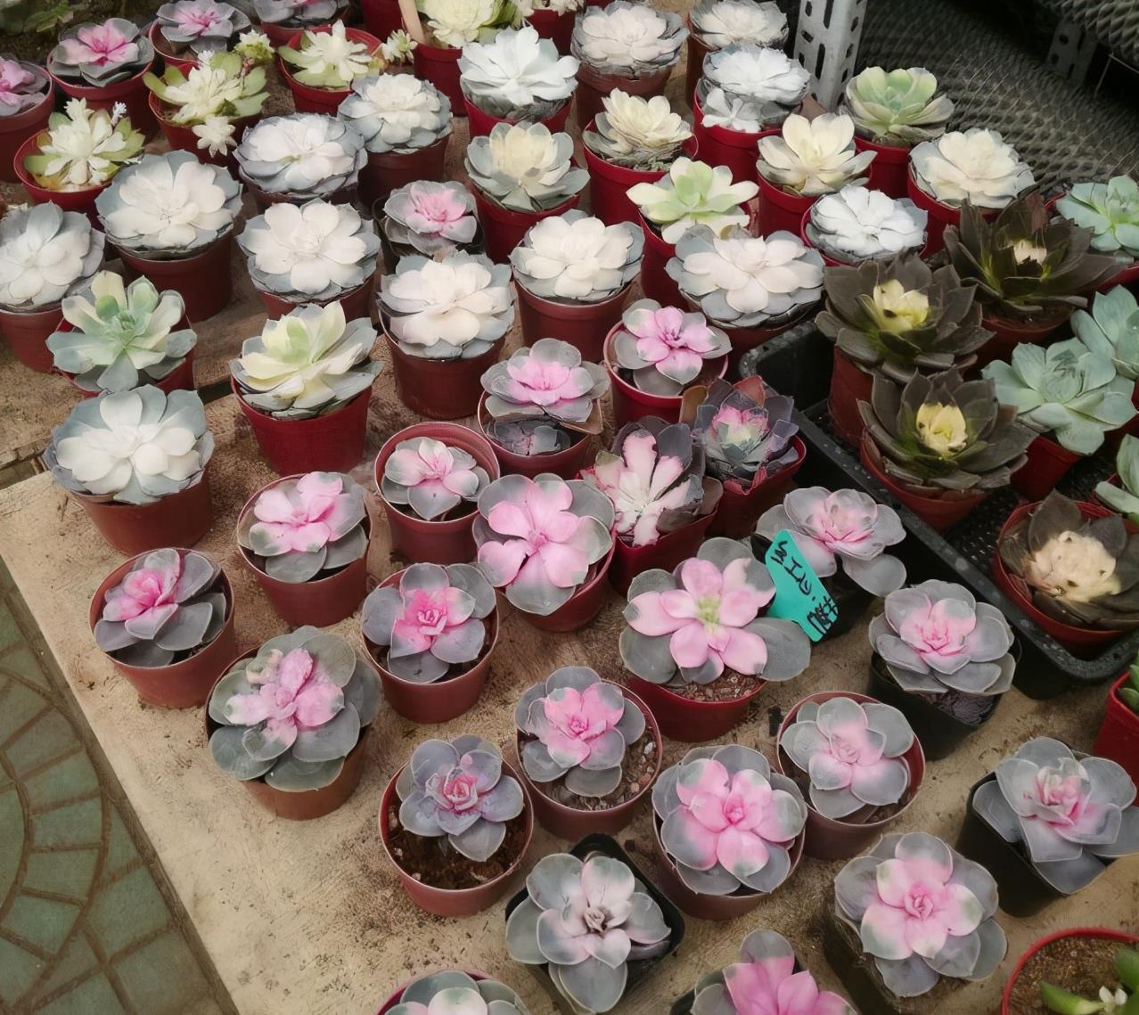 多肉植物|花店买花，避开4种花，里面“猫腻大”，买了难养活，白白浪费钱