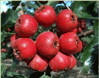 色氨酸|女性过40以后,化妆品少用,多吃此种天然碱性物,皮肤又白又嫩