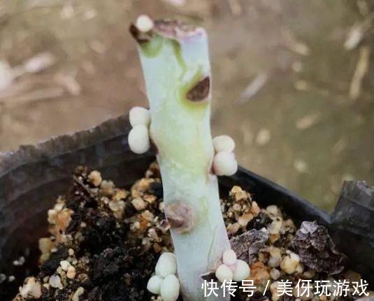多肉“砍头”有讲究,一共4点,很多人都会忘了第3点
