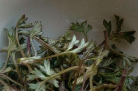 女人|艾叶是女人的养生草，每天一杯艾叶水，活血调经，还能越活越年轻