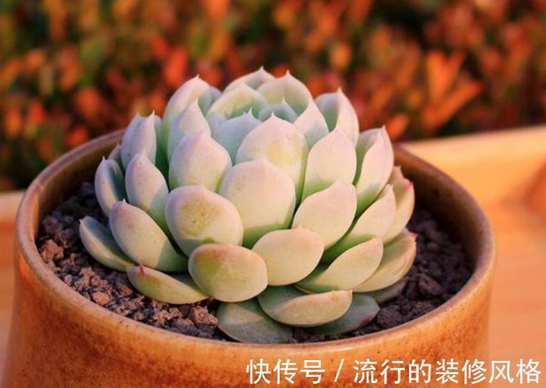 秋天给多肉换盆,做好3件事,轻松服盆长势好,叶片硬朗上色美