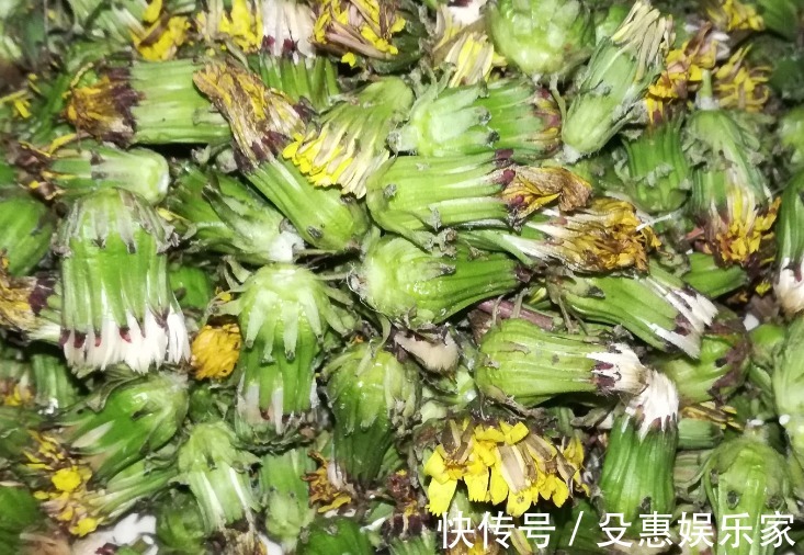 野草|蒲公英被称“野草之王”,但需牢记3大禁忌,当心养出一身病