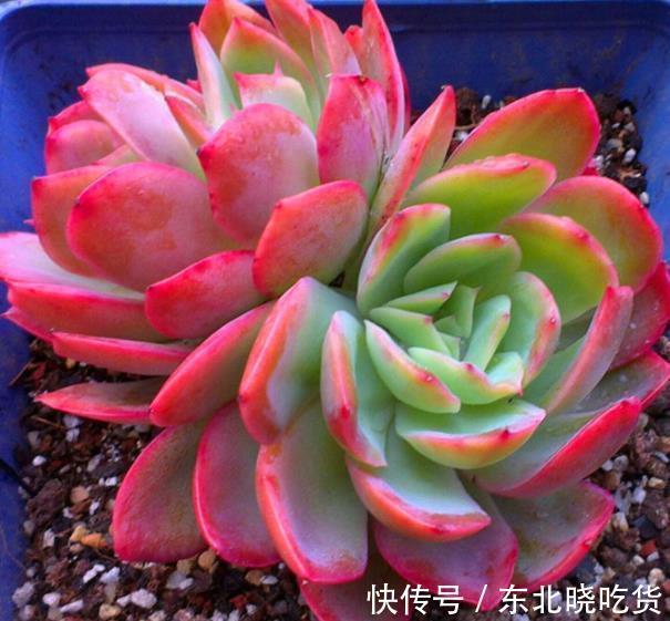 专为新手而生的多肉植物,冬天冻一冻颜色更靓丽,值得拥有