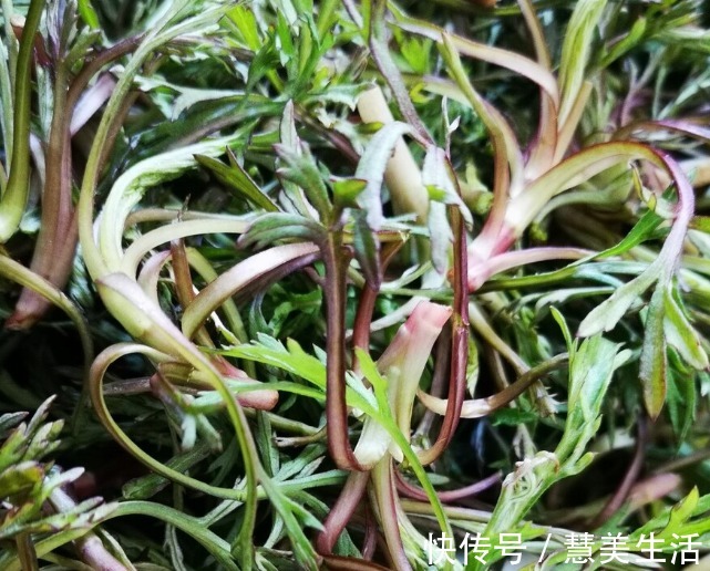 小根|65种野菜图片,带你认识不同的野菜和吃法,你想要的野菜这里都有