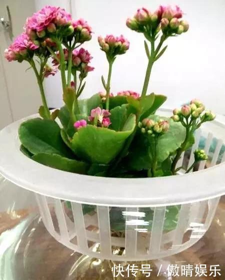 散光处|这4种花,剪个枝插水里,10天就生根,当下季节最佳