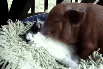 |搞笑GIF：突然想起来二师兄在高老庄娶的妹子叫什么