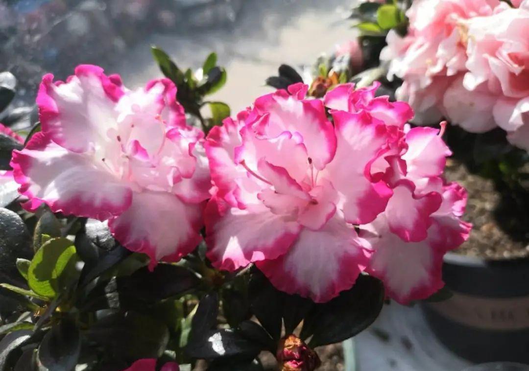 5种花不敢买,秋天死太快,养不活惹一肚子气