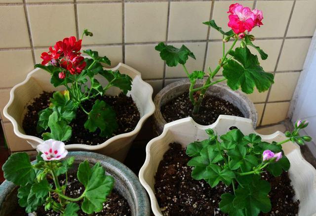 臭臭的却是“养花宝”,盆里用一点,新芽萌发快,不怕养不活!