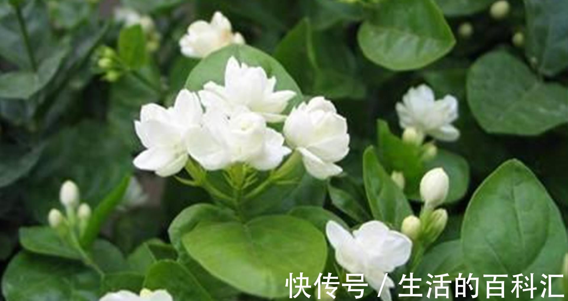 秋老虎|茉莉花立秋后想要复花快又多,怎么管理?这些细节要注意