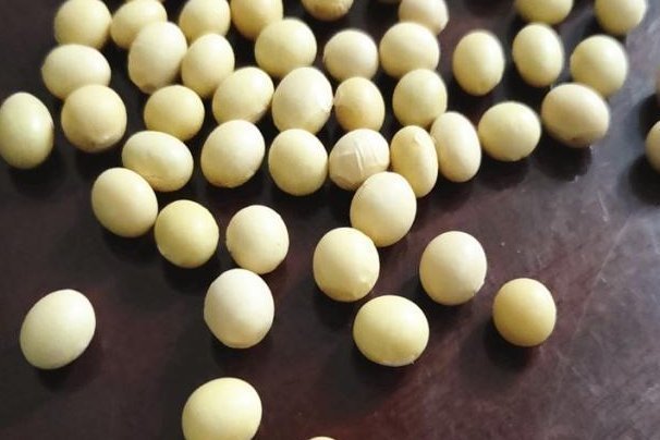 浇上|养吊兰有“诀窍”,浇上这2种“大补肥”,迅速爆盆,叶片大又宽