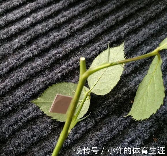 月季扦插用这招,插1棵活1棵,1盆变多盆,就是这么简单