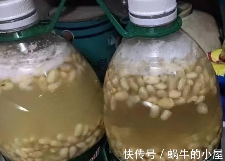 小灶|秋天君子兰进入生长关键期,提前给它“开小灶”,叶片肥厚又挺拔