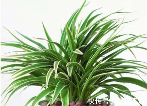 卫生间有异味，就养3种花，吸潮、祛味，还美观