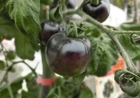 维生素c|中年女性多吃这4物,美容护肤增强抵抗力