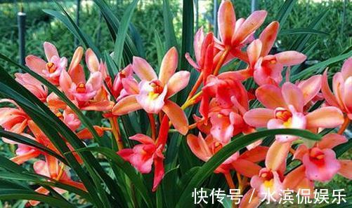 喜欢菊花,就养盆“珍品玫瑰”彩纸口红,婀娜多姿,妖娆动人