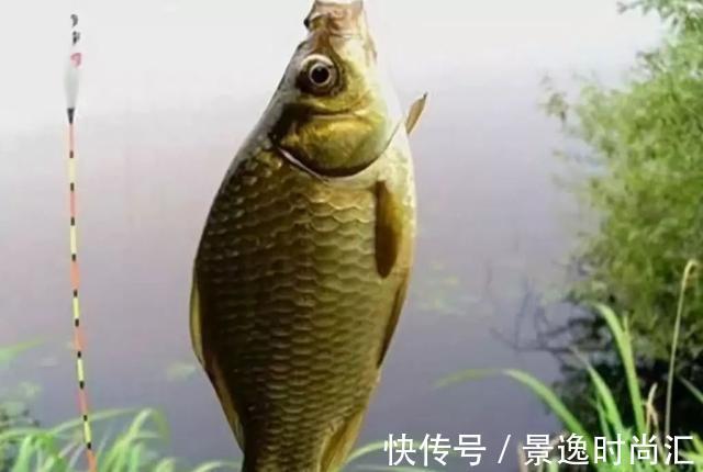 野河钓鲫，钓位这样选，渔获之多，一盆装不下