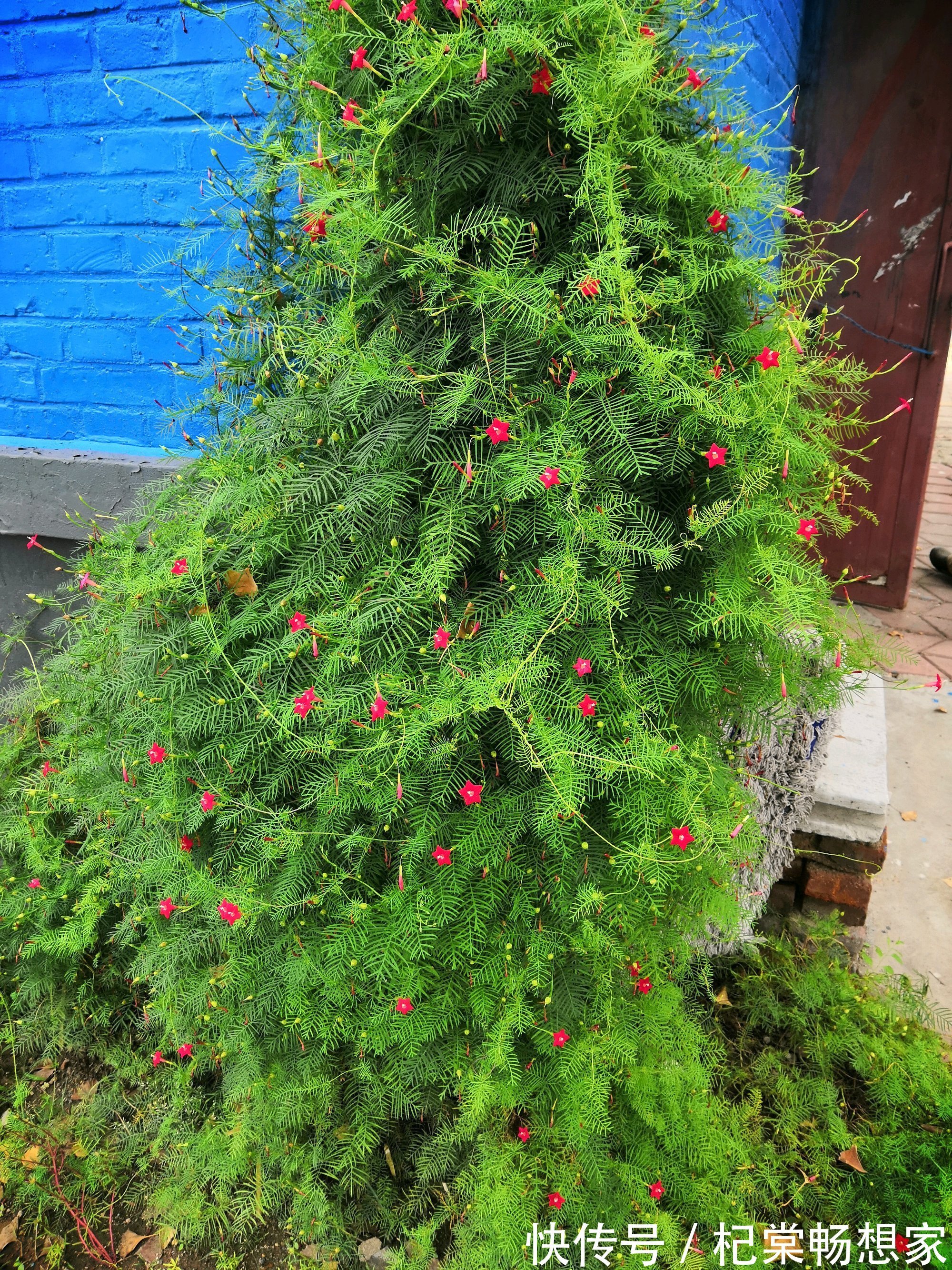 从来不管就能泛滥成灾的一年生植物,随便养就能爬满墙,开花还美