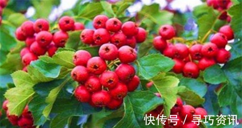 润肠|想长寿得会吃,常吃4种食物,健胃润肠,活血补气,有益健康