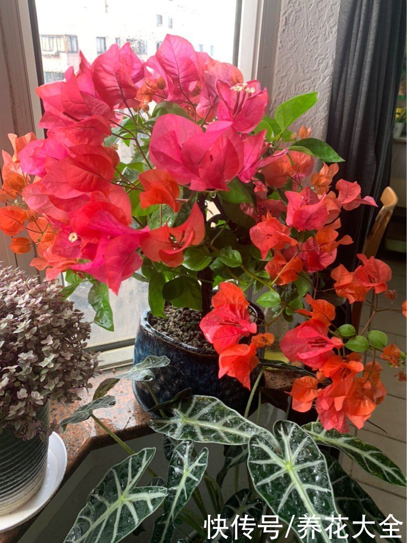 要想三角梅长得旺，光照温度缺一不可，开成花瀑布不是问题