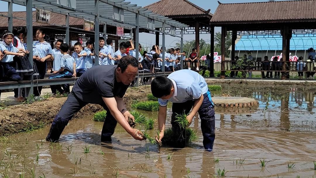 校园|校园里开水田，小学生劳动实践学插秧